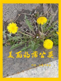 《美丽的蒲公英》-百慕大海盗